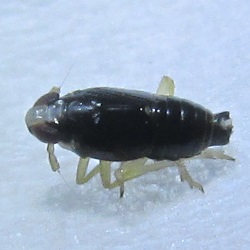 Mirabella albifrons